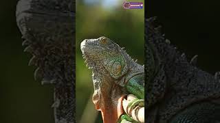 Iguana Reptile Short  Secret Life of Iguanas  Traveling with Your Iguana  Creative Nature [upl. by Yren]