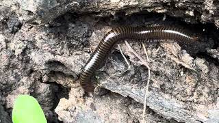 Millipede vs Centipede millipede millionviews nature villagevlog travel [upl. by Minton947]