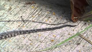 Bothrops asper Video 07 Ferdelance or Common lancehead  Barba amarilla [upl. by Geoffrey578]