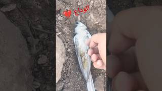 الوداع 💔calopsita birds calopsitaassobiando cockatiel calopsitasmansa parrot calopsitte [upl. by Alboran]