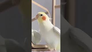 Bird Dancing 🙆‍♂️😅😅 [upl. by Enaled332]