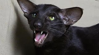 Sweet Oriental Shorthair Cat Carla Meow  Ориентальная Кошка [upl. by Sirenay941]