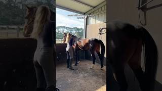 Chaotic morning routine living with my horses horse equestrian equestrianlife horsetrainer [upl. by Iveel]