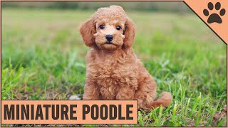 Miniature Poodle  Medium Size Poodle Version [upl. by Behrens]