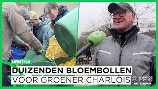 Tienduizenden bloembollen de grond in voor groen Charlois ‘Saamhorigheid is belangrijk’  LIFESTYLE [upl. by Paynter]