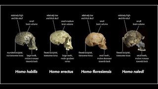 What is Paleoanthropology [upl. by Rusert]