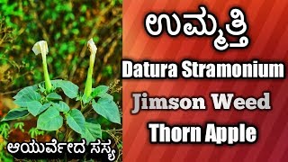 ಉಮ್ಮತ್ತಿ Datura Stramonium Jimson Weed Thorn Apple [upl. by Leonanie199]