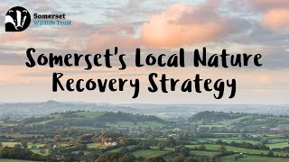 Somersets Local Nature Recovery Strategy LNRS [upl. by Annig]