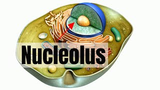 What is the nucleolus [upl. by Honora838]