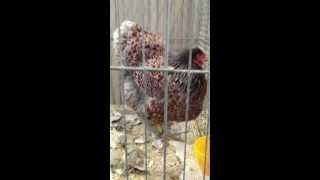 BLUE LACED WYANDOTTE AT CHESHIRE POULTRY BLUE LACED REDS [upl. by Manolo]