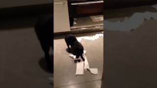 Funny Schipperke dog destroys toilet paper [upl. by Kit579]