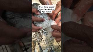 Obat kutu kucing [upl. by Rebliw252]