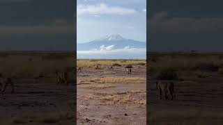 Pride of lions with kilimanjaro 4k africananimals4k shortvideo [upl. by Shuma847]