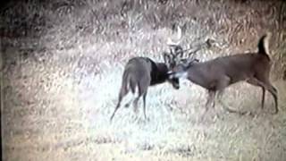 The Whitetail Fight at Samsons Whitetail Mountain [upl. by Ruffin]