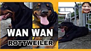 WAN WAN  ROTTWEILER starmocexplorer1288 [upl. by Heisser]