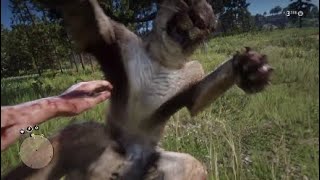 Red Dead Redemption 2 All Cougar Locations Arthur With The Male Missouri Fox Trotter [upl. by Airamzul]