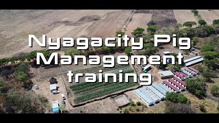 Why Nyagacity Pig Training [upl. by Ahsenra311]