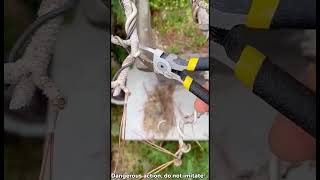 Garden Shears A Super Handy Pruning Tool [upl. by Mashe]