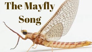 The Mayfly Song [upl. by Kere883]