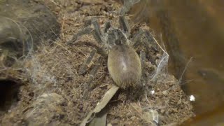 Things you should know about the Ceratogyrus Darlingi tarantula rear horned babon [upl. by Walther]