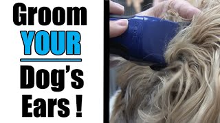 Overgrown Cavalier Spaniel  Ear Grooming Tutorial [upl. by Ruprecht]