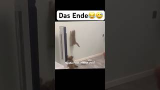 Das Ende😂😅 music artist hiphop dance lustigekatze chat humour memes sing funny [upl. by Lisk]