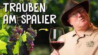 Trauben im eigenen Garten pflanzen 🍇  Anbau Schnitt amp Krankheiten von Tafeltrauben [upl. by Dominic]