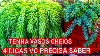 9 SUCULENTAS PENDENTES 4 DICAS PRA VOCÊ TER ELAS DESENVOLVENDO IGUAL CAPIM [upl. by Anaiuq128]