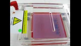 DNA Gel Electrophoresis [upl. by Alyel863]