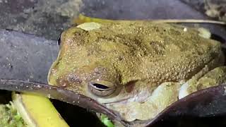 Similisca sila  Rana arboricola ñata  crossbanded tree frog [upl. by Rosena]