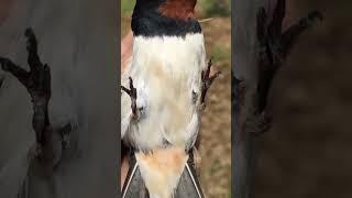 Rare Moment Holding a Barn Swallow by Its Wings [upl. by Nyltiak298]