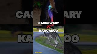 Cassowary vs Kangaroo who wins cassowary kangaroo battle animalvsanimal fight [upl. by Anstice]