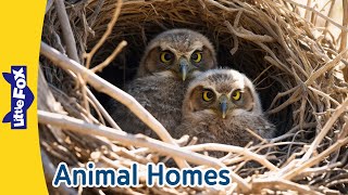 Amazing Animal Homes l Nests Dens Holes l How Do Animals Build Their Homes  l Little Fox [upl. by Toshiko27]