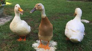 Our pet Peking and Indian Runner ducks morning routines [upl. by Stafani]