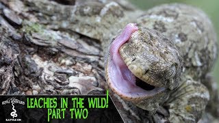 LEACHIANUS GECKOS IN THE WILD PART 2  Rhacodactylus Leachianus  New Caledonia 2018 [upl. by Alexandros589]