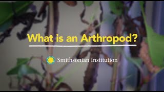 What is an Arthropod [upl. by Win]