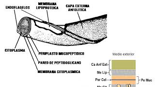 T6Géneros de Bacterias que no toman la coloración de GRAMPARTE 2 Treponema spp y Leptospira spp [upl. by Ynnam]