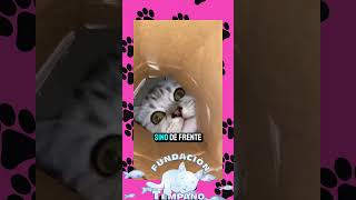 LOS GATOS Y LAS CAJAS 📦 gatos gatitostiernos cat [upl. by Zachar]