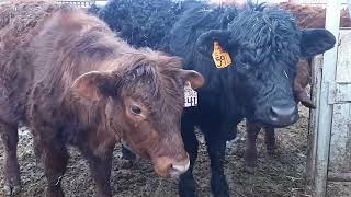 BEHIND THE SCENES BABY COW STUCK compassioninjury calf cattle break [upl. by Willcox196]