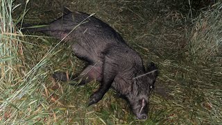 Blaser R8 93x62 Pulsar Digex N455 Wild Boar Night Hunting [upl. by Nonnahsed]