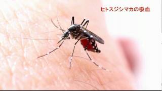 ヒトスジシマカ（Aedes albopictus）の吸血 [upl. by Avraham984]