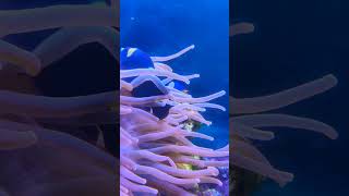 Aquatic Fish video aquarium animals music relaxingmusic relaxing zoo [upl. by Humfrey]