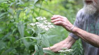 Boneset Eupatorium perfoliatum [upl. by Reeve]