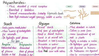 Polysaccharides  starch glycogen and cellulose  class 11 [upl. by Aryahay]