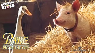 Babe Pig In The City  Official Trailer  Screen Bites [upl. by Ykcir]