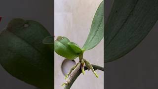 Try to propagate orchids from flower stalks with chayote who expected it to be so easy orchid [upl. by Ahsiloc]