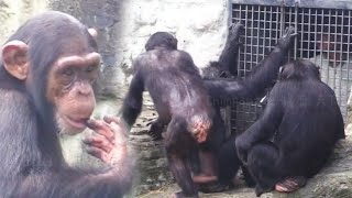 Class Is in Session Watch the Chimps Learn from Their Caretaker上課時間到了！來看看黑猩猩們怎麼向保育員學習 [upl. by Gorges]