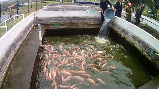 PARGO UNAM video especial Tilapia Roja cruza Mexicana [upl. by Ytsirt576]