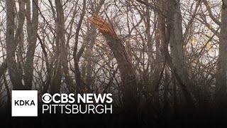 Tornado touches down in Pittsburghs eastern neighborhoods [upl. by Corvin27]