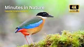 Minutes in Nature  A Celestial Cinema 4K Wildlife Experience 🍀🐸 [upl. by Llenaj449]